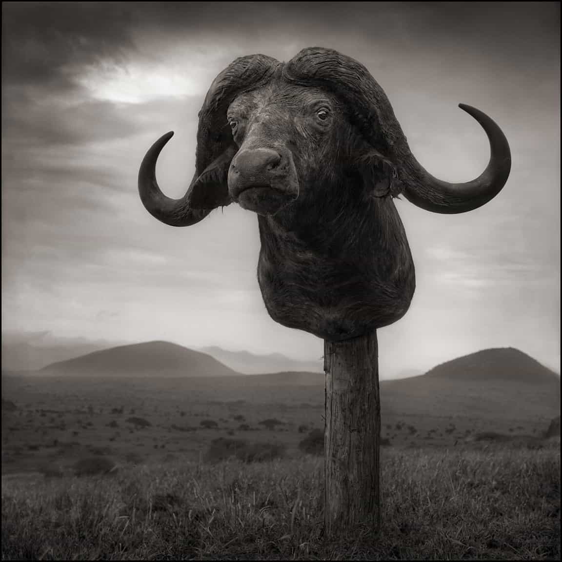 blog binhdang nickbrandt 14