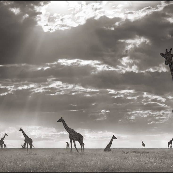Một màu tối héo tàn bao trùm trên Trái Đất Photography | Vietnam binhdang.me blog binhdang nickbrandt 21