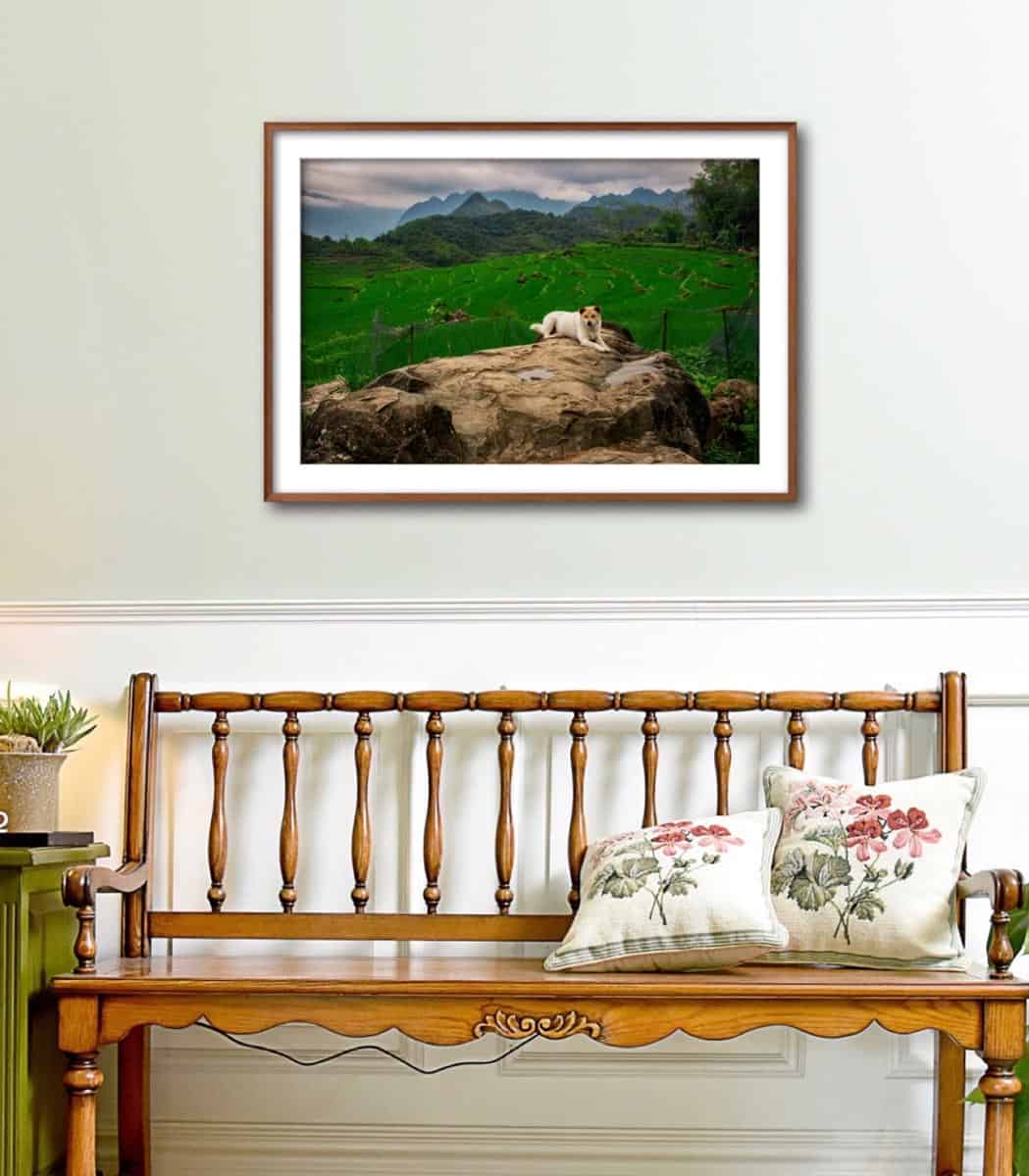 A DOG RESTING (48x32cm) Photography | Vietnam binhdang.me vietnam_hanoi_hochiminh_asia_asian_art_photography_photographer_binhdang_print_02