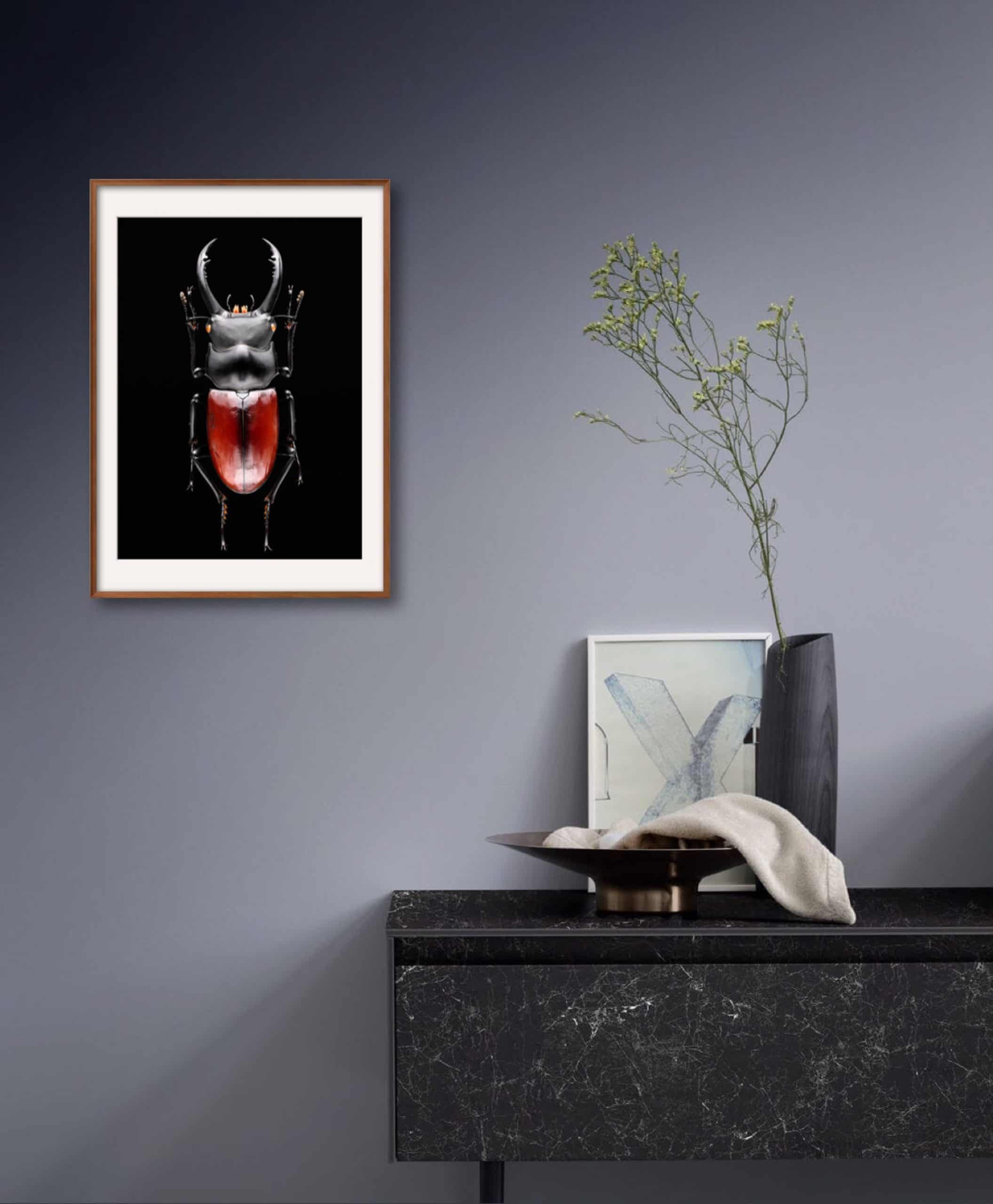 A BIG BOY - MAEDA (32x48cm) Photography | Vietnam binhdang.me insect_photography_vietnam_macro_binh_dang (4)