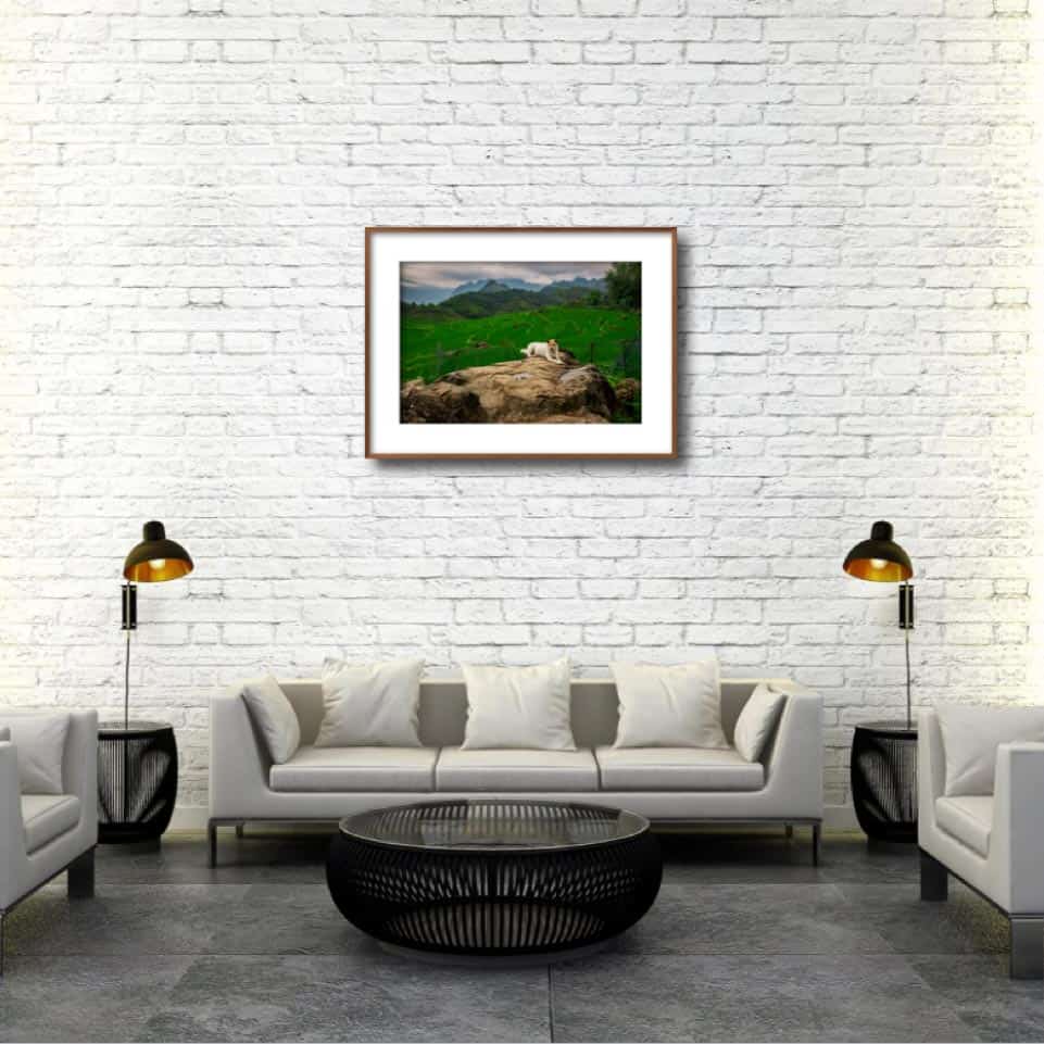 A DOG RESTING (48x32cm) Photography | Vietnam binhdang.me vietnam_hanoi_hochiminh_asia_asian_art_photography_photographer_binhdang_print_05