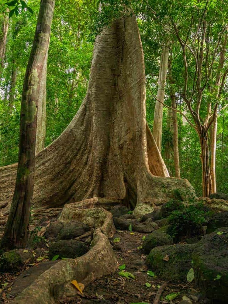 Vietnamese-based-photographer-binh-dang-giz-biodiversity-forest-ecosystem-photography-project-photo (3) Photography | Vietnam binhdang.me Vietnamese-based photographer