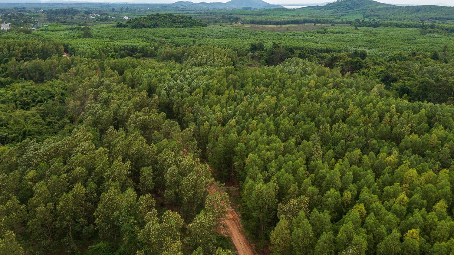 Vietnam_Photography_Document_Tmber_Forest_Assignment_BinhDang_GIZ_5 Photography | Vietnam binhdang.me Vietnam Photography Document Tmber Forest Assignment BinhDang GIZ 5 Photography | Vietnam binhdang.me