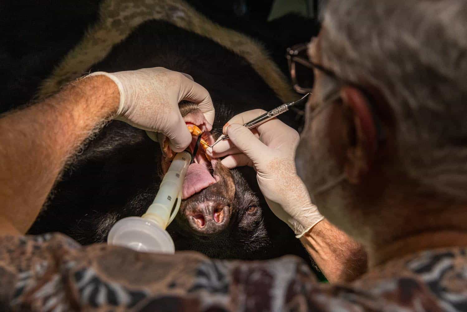 Document_Photography_Videography_Vietnam_Animal_Asia_Itena_Clinical_DrCedric_Tutt_Bear_Rescue_BinhDang_photographer_Hanoi_HoChiMinh_Asia_003_