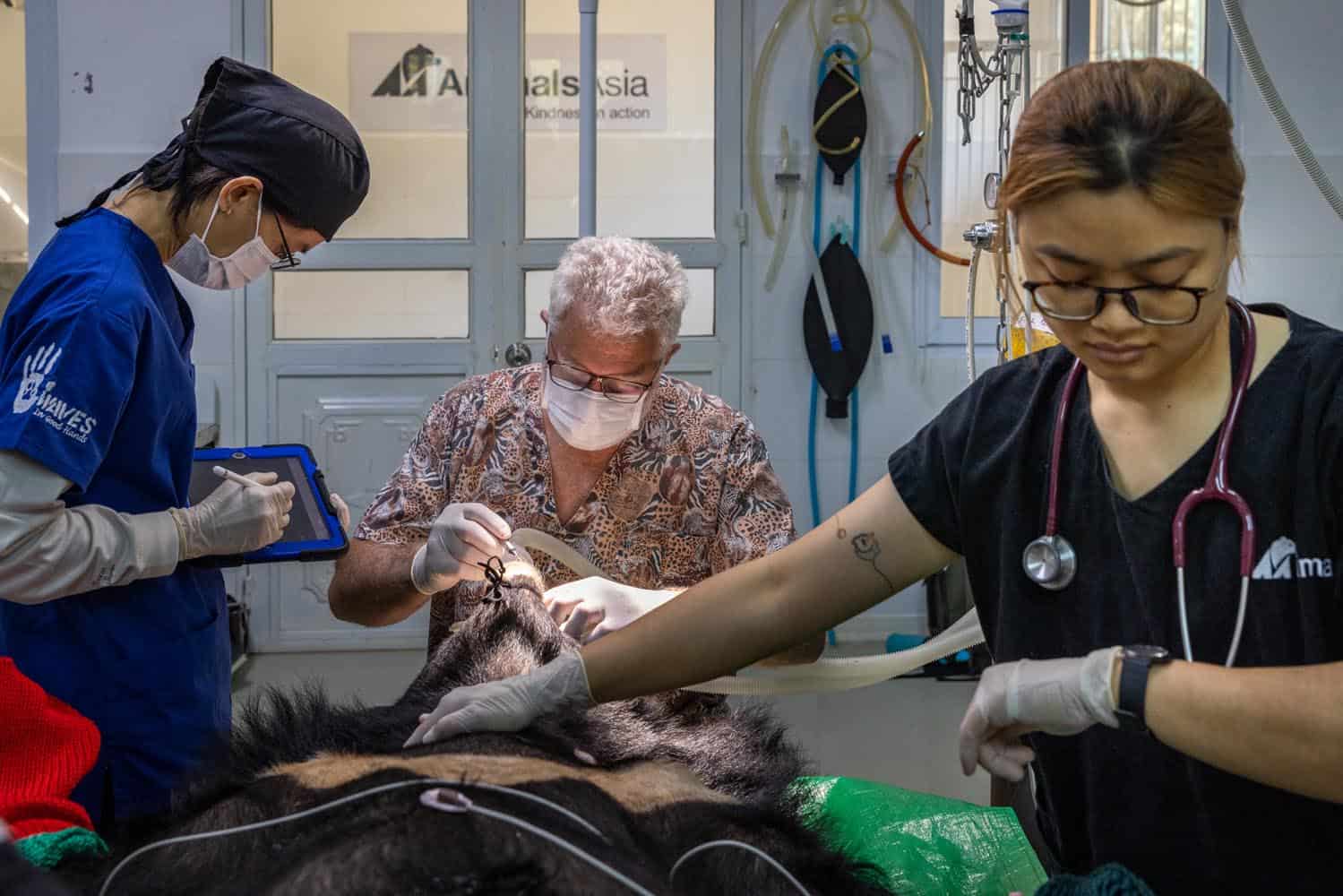 Document_Photography_Videography_Vietnam_Animal_Asia_Itena_Clinical_DrCedric_Tutt_Bear_Rescue_BinhDang_photographer_Hanoi_HoChiMinh_Asia_007_