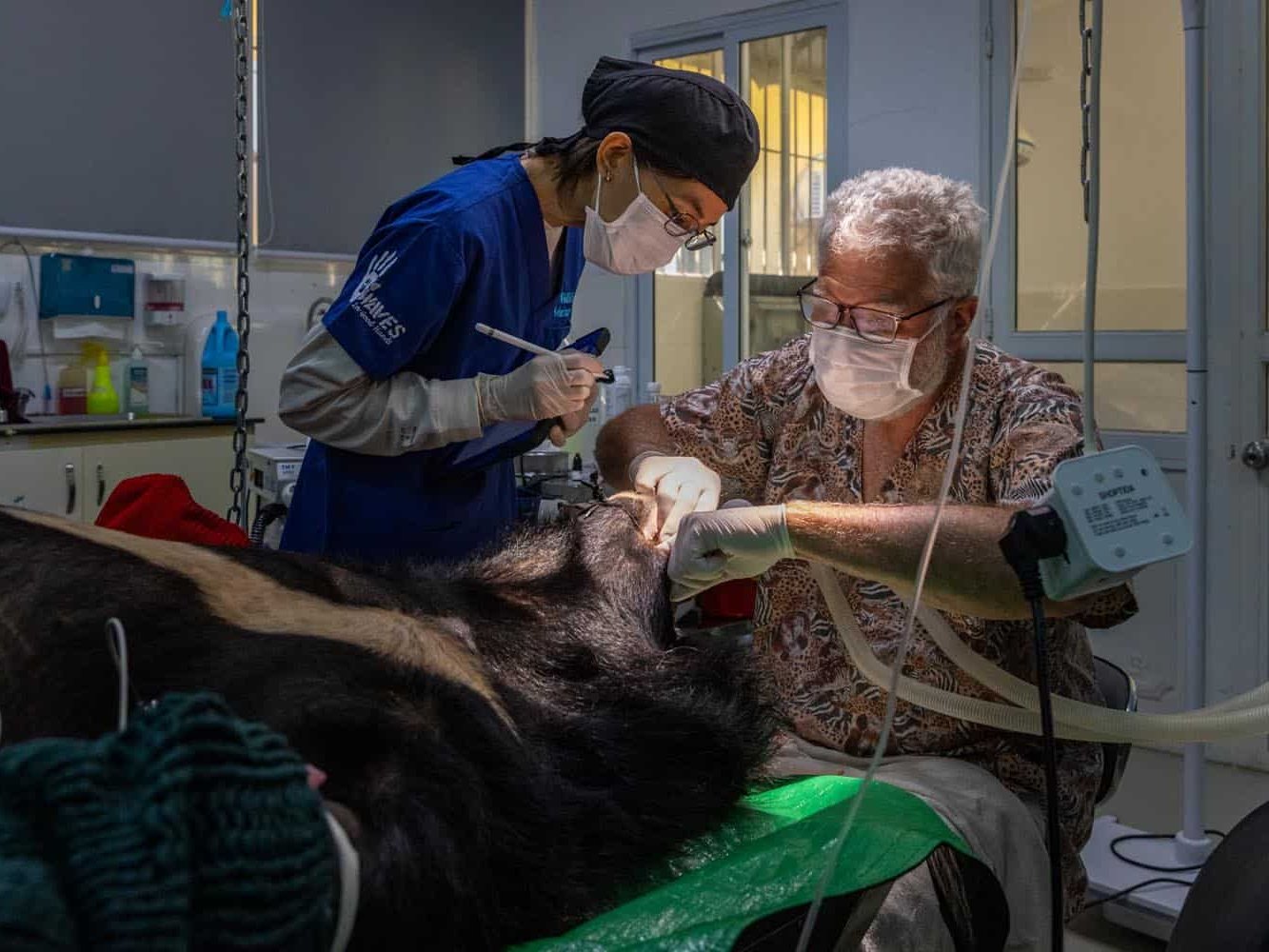 Document Photography: Itena Clinical, Dr. Cedric Tutt, and Animal Asia Collaborate to Improve Animal Welfare in Vietnam Photography | Vietnam binhdang.me Document_Photography_Videography_Vietnam_Animal_Asia_Itena_Clinical_DrCedric_Tutt_Bear_Rescue_BinhDang_photographer_Hanoi_HoChiMinh_Asia
