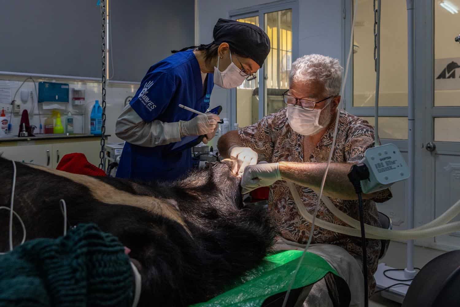 Document_Photography_Videography_Vietnam_Animal_Asia_Itena_Clinical_DrCedric_Tutt_Bear_Rescue_BinhDang_photographer_Hanoi_HoChiMinh_Asia