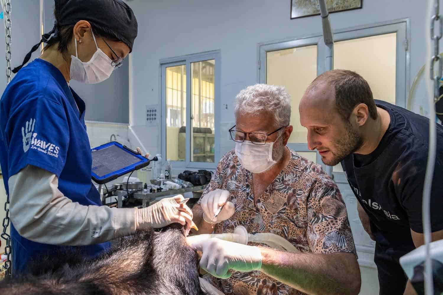 Document_Photography_Videography_Vietnam_Animal_Asia_Itena_Clinical_DrCedric_Tutt_Bear_Rescue_BinhDang_photographer_Hanoi_HoChiMinh_Asia_009_