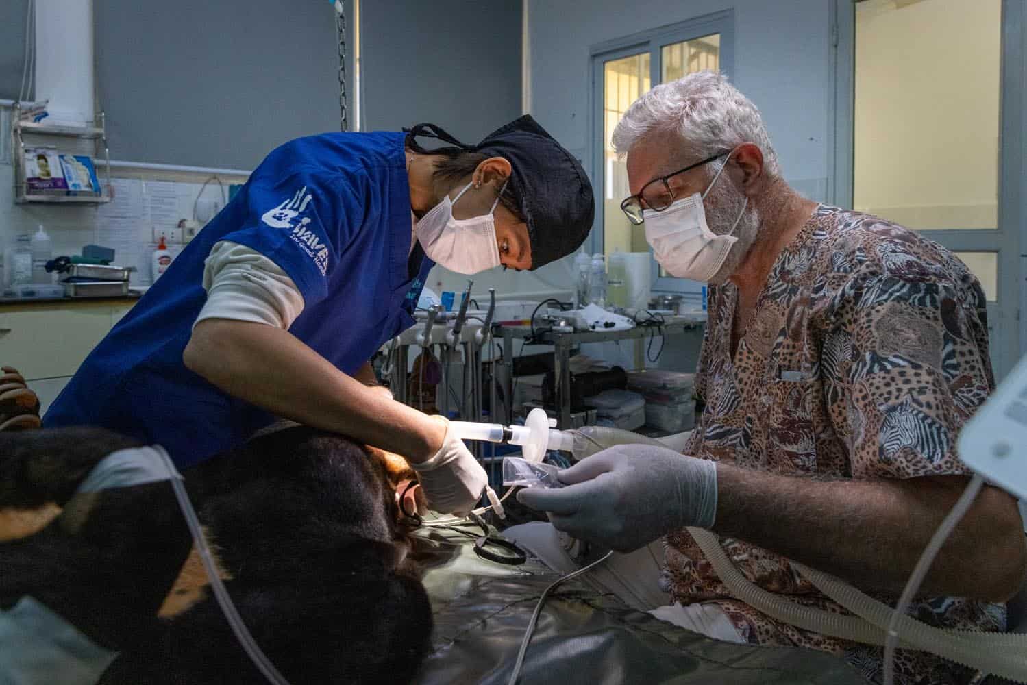 Document_Photography_Videography_Vietnam_Animal_Asia_Itena_Clinical_DrCedric_Tutt_Bear_Rescue_BinhDang_photographer_Hanoi_HoChiMinh_Asia_018_