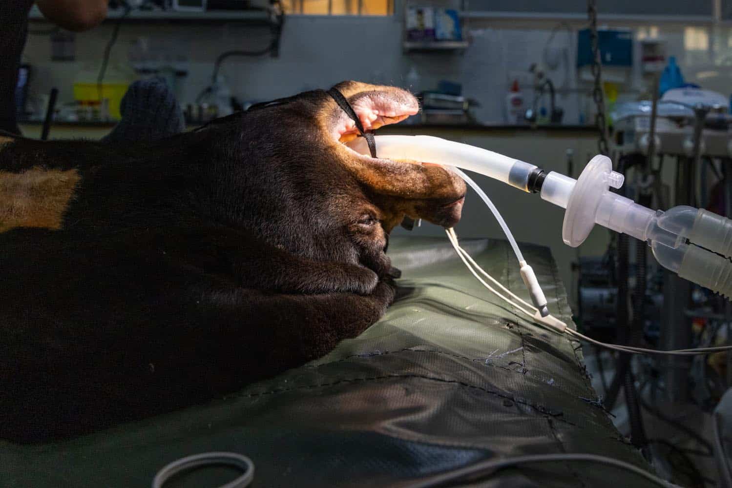 Document_Photography_Videography_Vietnam_Animal_Asia_Itena_Clinical_DrCedric_Tutt_Bear_Rescue_BinhDang_photographer_Hanoi_HoChiMinh_Asia_019_ Photography | Vietnam binhdang.me Document_Photography_Videography_Vietnam_Animal_Asia_Itena_Clinical_DrCedric_Tutt_Bear_Rescue_BinhDang_photographer_Hanoi_HoChiMinh_Asia_019_
