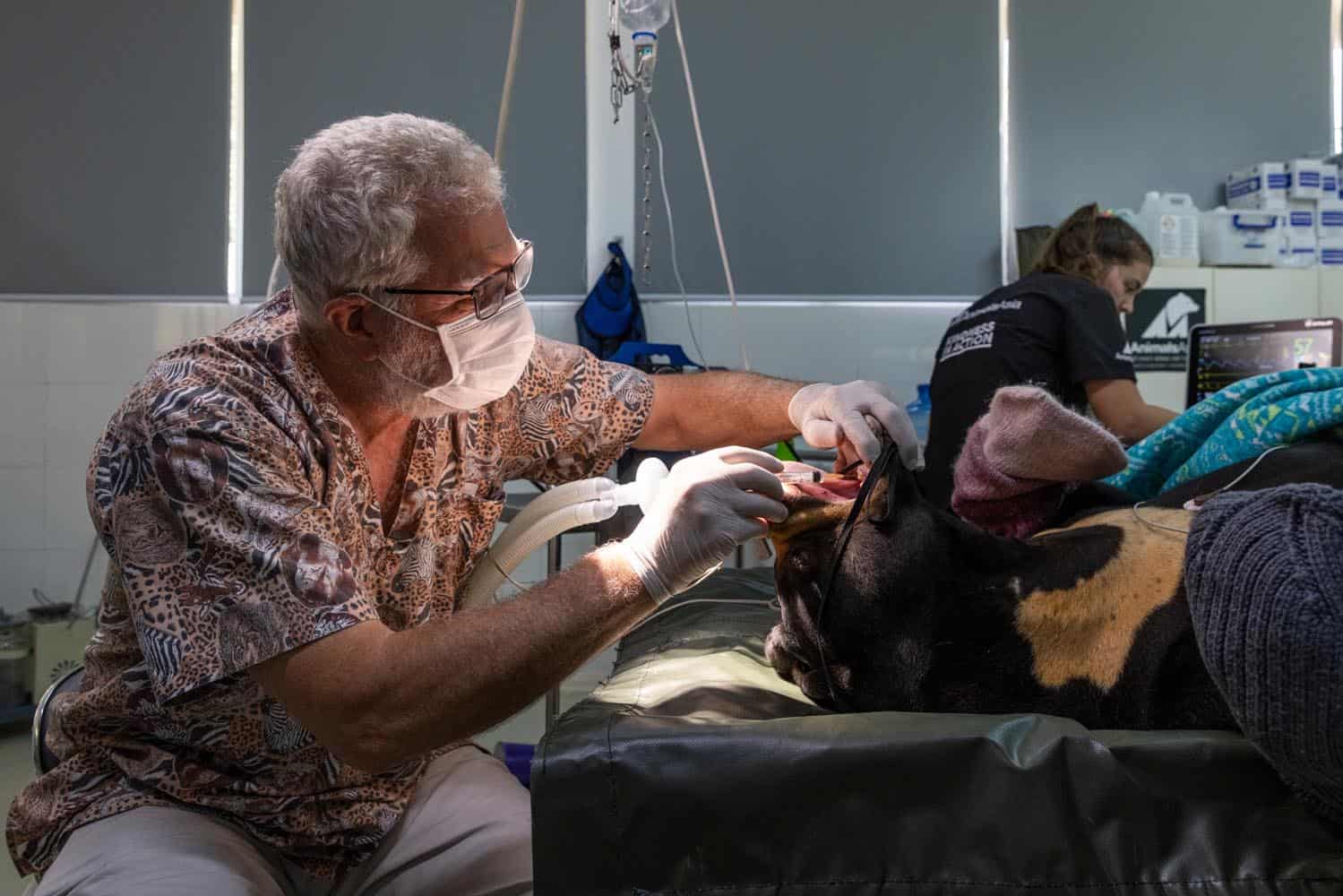 Document_Photography_Videography_Vietnam_Animal_Asia_Itena_Clinical_DrCedric_Tutt_Bear_Rescue_BinhDang_photographer_Hanoi_HoChiMinh_Asia_020_