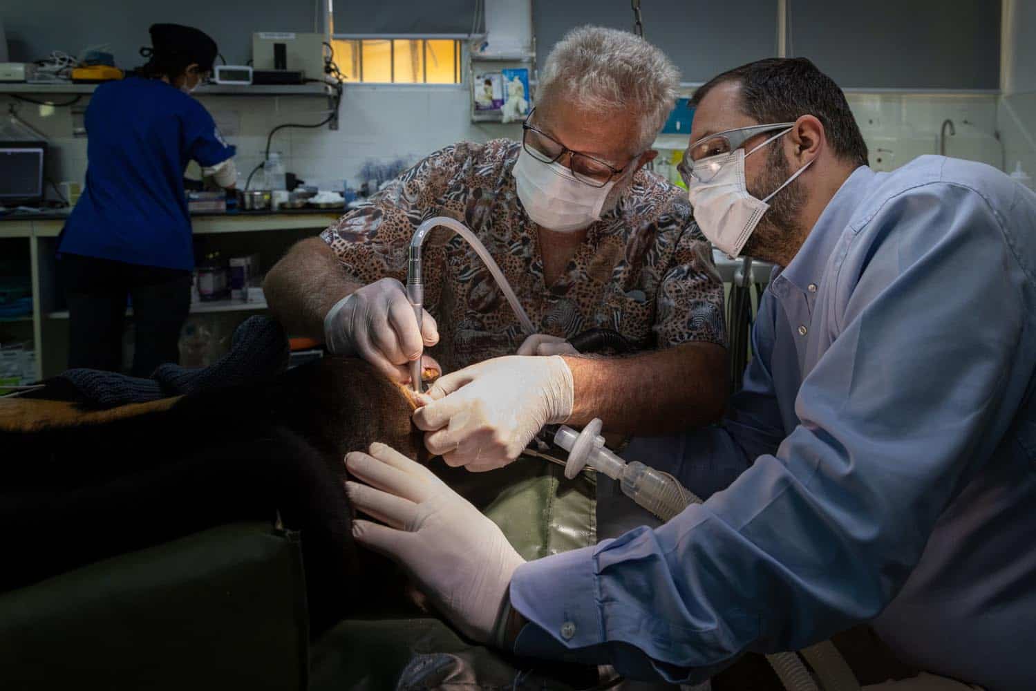 Document_Photography_Videography_Vietnam_Animal_Asia_Itena_Clinical_DrCedric_Tutt_Bear_Rescue_BinhDang_photographer_Hanoi_HoChiMinh_Asia_022_