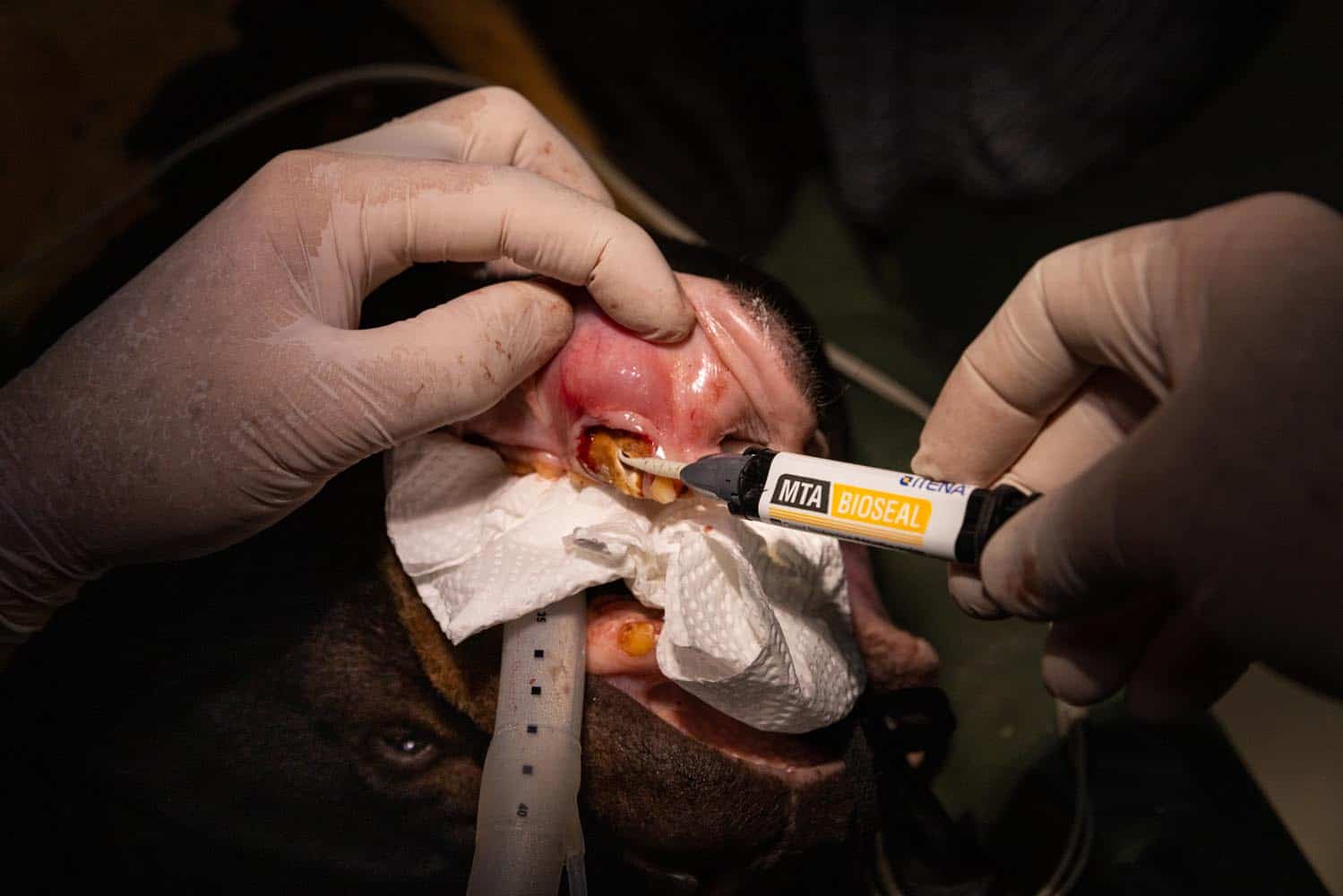 Document_Photography_Videography_Vietnam_Animal_Asia_Itena_Clinical_DrCedric_Tutt_Bear_Rescue_BinhDang_photographer_Hanoi_HoChiMinh_Asia_026_
