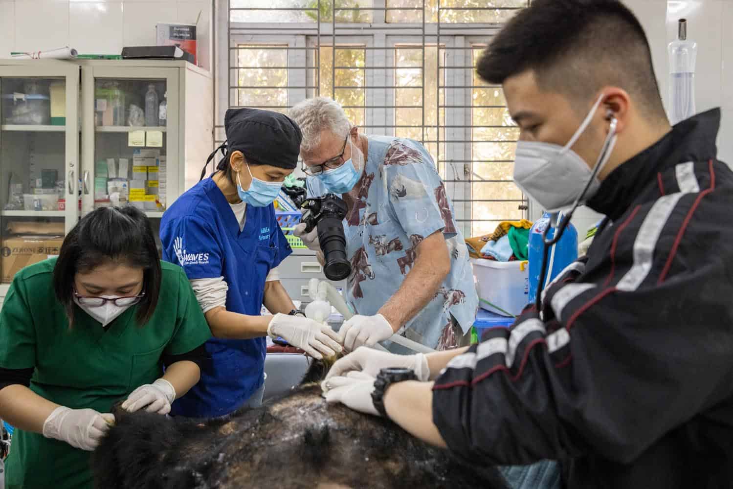 Document_Photography_Videography_Vietnam_Animal_Asia_Itena_Clinical_DrCedric_Tutt_Bear_Rescue_BinhDang_photographer_Hanoi_HoChiMinh_Asia_031_