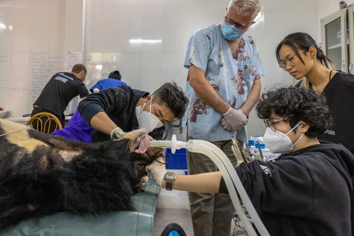 Document_Photography_Videography_Vietnam_Animal_Asia_Itena_Clinical_DrCedric_Tutt_Bear_Rescue_BinhDang_photographer_Hanoi_HoChiMinh_Asia_035_