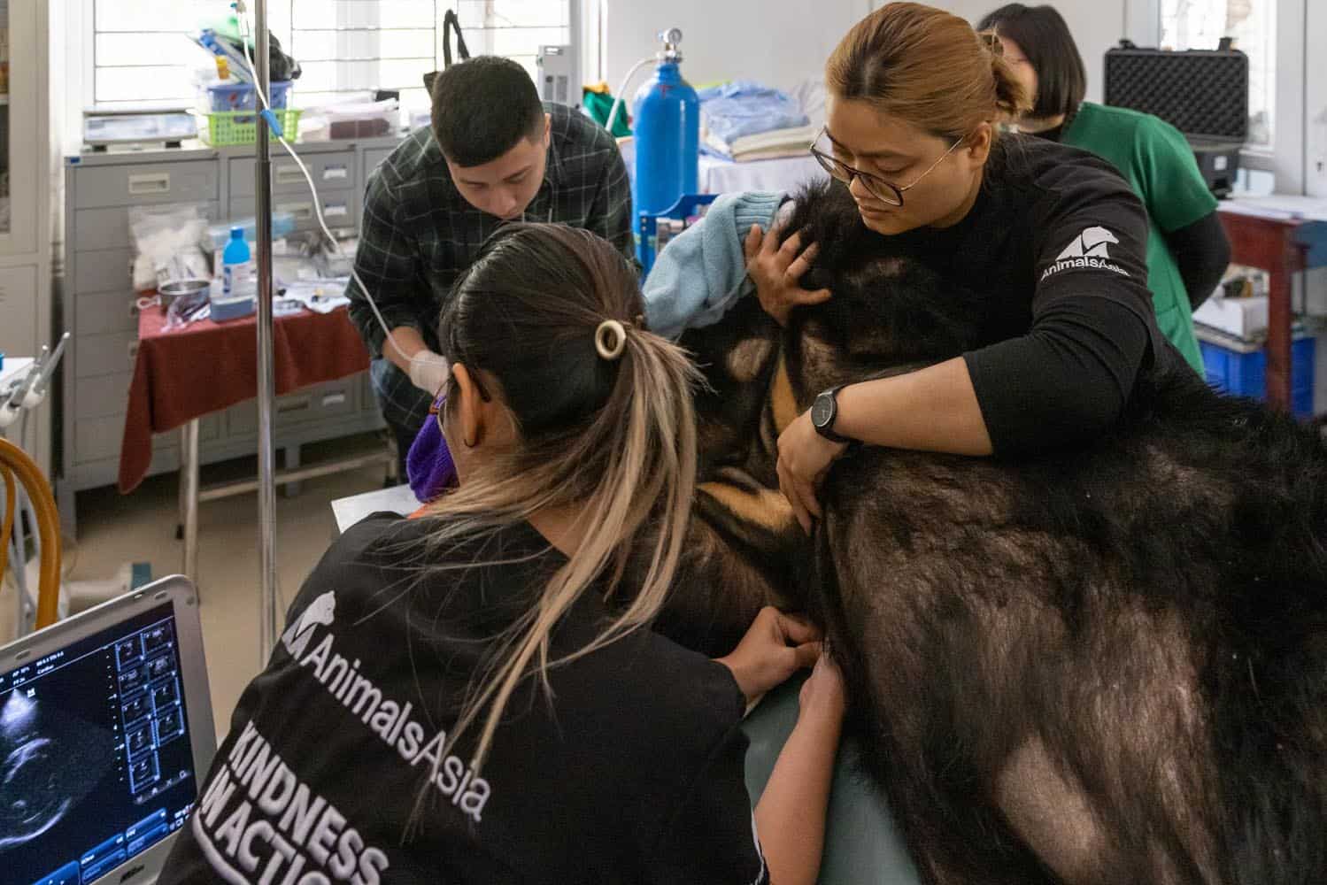 Document_Photography_Videography_Vietnam_Animal_Asia_Itena_Clinical_DrCedric_Tutt_Bear_Rescue_BinhDang_photographer_Hanoi_HoChiMinh_Asia_040_