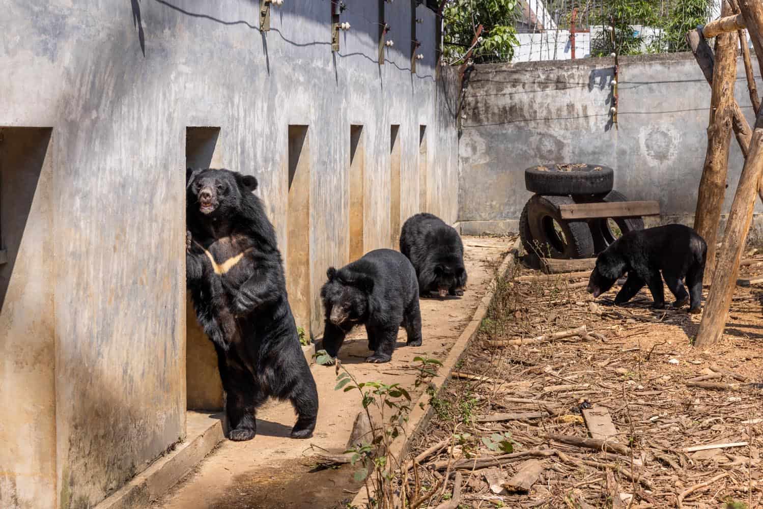 Document_Photography_Videography_Vietnam_Animal_Asia_Itena_Clinical_DrCedric_Tutt_Bear_Rescue_BinhDang_photographer_Hanoi_HoChiMinh_Asia_019_