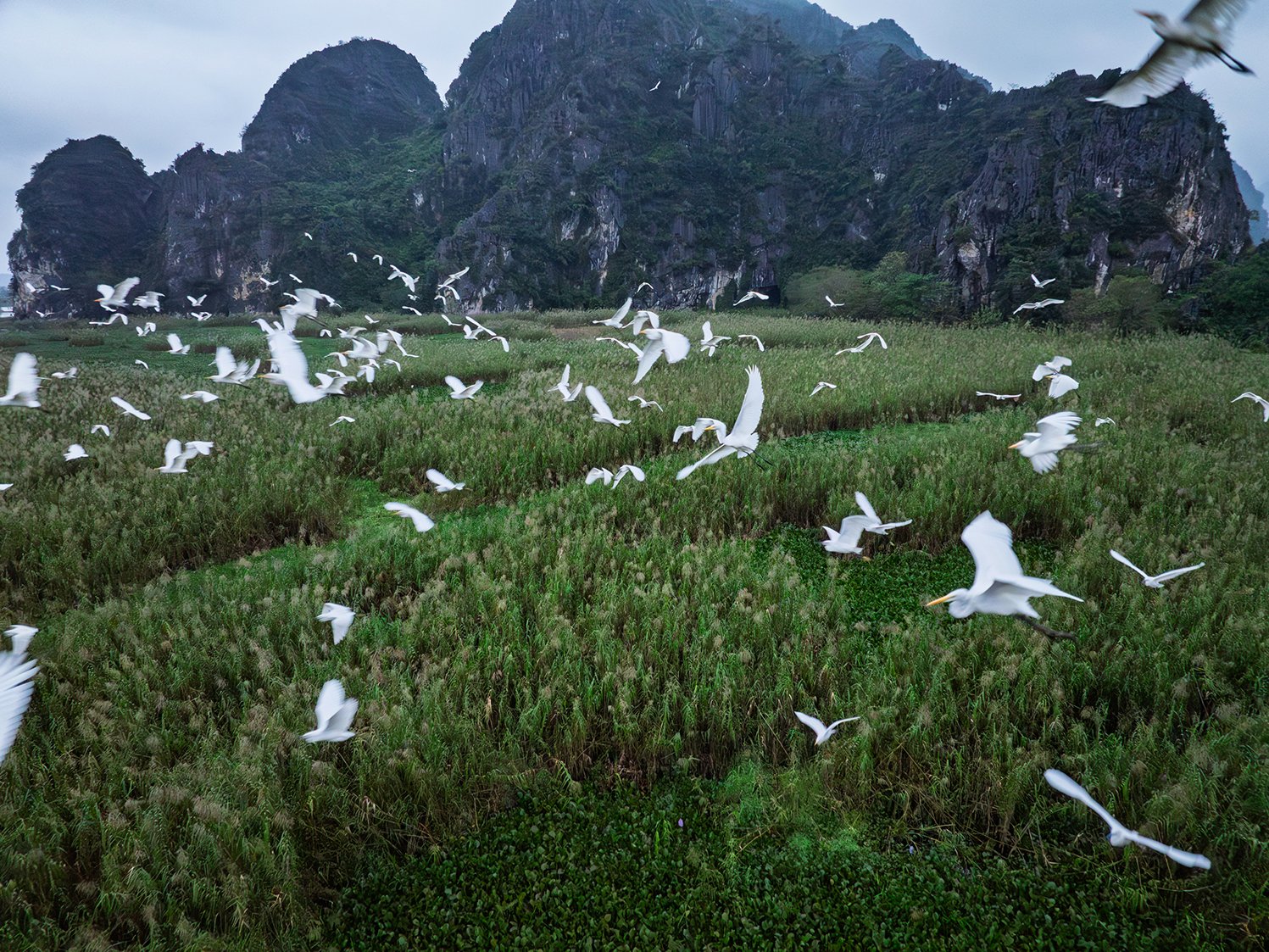 Documenting Photography of Vietnam's Biodiversity: New Insights from the GIZ MEPA Project Photography | Vietnam binhdang.me Documenting photo Van Long National Park Giz Mepa Binh Dang 1 uai Photography | Vietnam binhdang.me