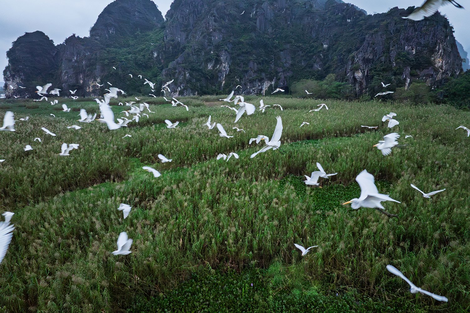 Documenting photo Van Long National Park Giz Mepa Binh Dang 1 uai Photography | Vietnam binhdang.me
